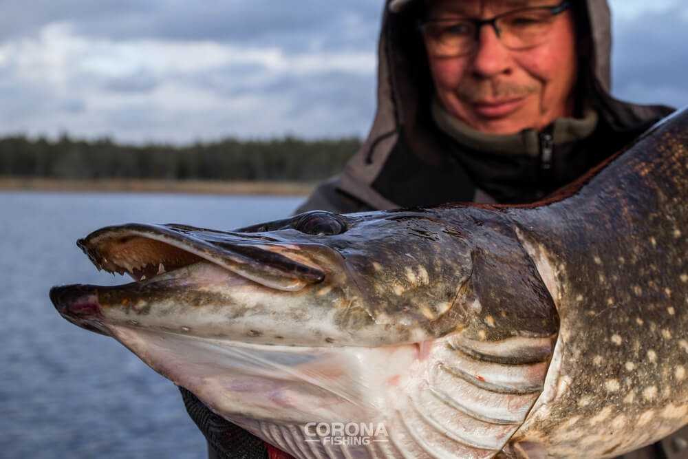 jerki na szczupaka z płytkiej wody